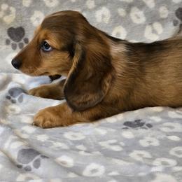 Romeo - Dapple male Dachshund puppy in Tonopah, Arizona from Desert Diamond Dachshunds