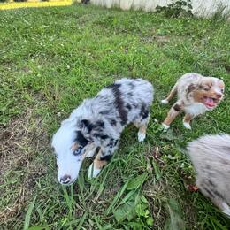 Blue Merle male - Blue merle male Toy Australian Shepherd puppy in Griffin, Georgia from No Matter Farm