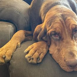 Bloodhounds from Coal Valley Kennels