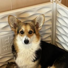 Marley - Pembroke Welsh Corgi