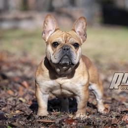 Ruby - French Bulldog