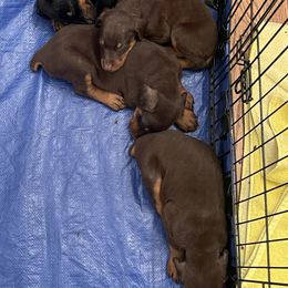 Dachshund and Doberman Pinscher Puppies from Cornerstone Dobermans and Dachshunds