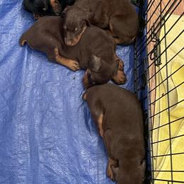 Dachshund and Doberman Pinscher Puppies from Cornerstone Dobermans and Dachshunds