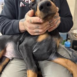 Izan - Black and rust male Doberman Pinscher puppy in Aredale, Iowa from Royal Dynasty Dobermann Kennel
