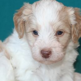 Klaus - Yellow and white male Bernedoodle puppy in Burtchville, Michigan from Sparling's Doodles