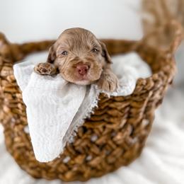Brewed with love- Froth - Merle male Goldendoodle puppy in Russell Springs, Kentucky from Milk & Honey Doodles