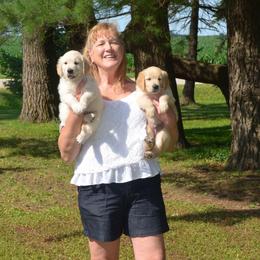 Charles (black collar) - Light golden male Golden Retriever puppy in Webster City, Iowa from Whispering Pines Precious Puppies