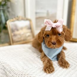 Amora - Caramel red female Australian Labradoodle puppy in Palmdale, California from Doodles_Ko