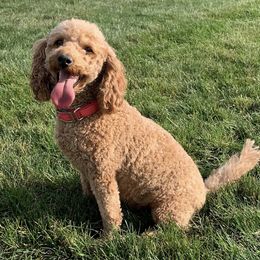 Mandy - Goldendoodle