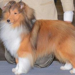 Shetland Sheepdogs from Susan Lucas