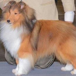Shetland Sheepdogs from Susan Lucas