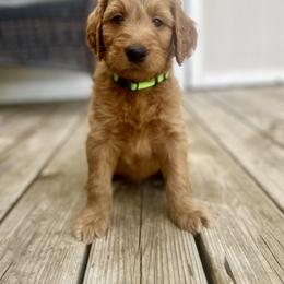 Goldendoodle and Irish Doodle Puppies from Crystal Rains