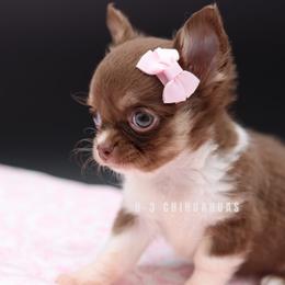 Tatum - Chocolate and tan female Chihuahua puppy in Tulsa, Oklahoma from H-3 Chihuahuas