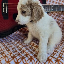 Jett - Parti female Goldendoodle puppy in Seymour, Tennessee from Lollie's Doodles