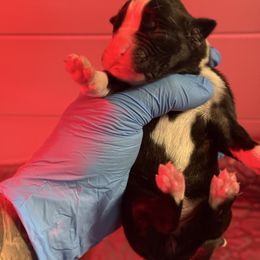 Axe - Brindle female Boxer puppy in Oak Lawn, Illinois from Chicago Boxers & Yorkies