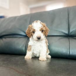 Scarlett - Blenheim female Cavapoo puppy in Saint George, Utah from Fitzdoodles