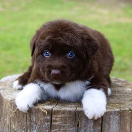 Kit-Kat - Australian Shepherd puppy in Coldwater, Michigan from Northern Star Australian Shepherds