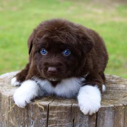 Kit-Kat - Australian Shepherd puppy in Coldwater, Michigan from Northern Star Australian Shepherds