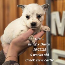 Girl 5 - Blue mottled female Australian Cattle Dog puppy in Monroe, North Carolina from Creek View Cattle Dogs