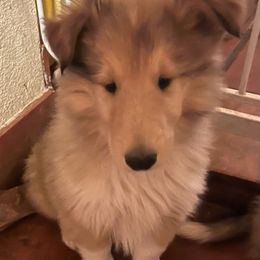 Collies from Belle Fleur Collies