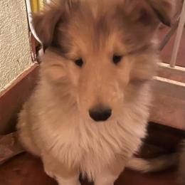 Collies from Belle Fleur Collies