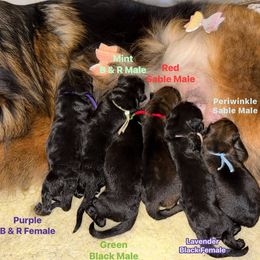 Lavender Collar - Black female German Shepherd puppy in Orlando, Florida from AceHaven Canines