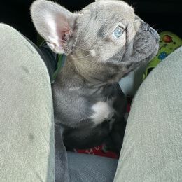 French Bulldog Puppies from OMG FRENCHIES