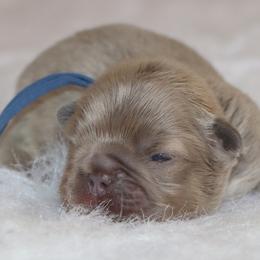 Benson - Blue male French Bulldog puppy in Winnsboro, Texas from JP Ranch Bulldogs