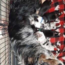 Australian Shepherd Puppies from AJD Aussies