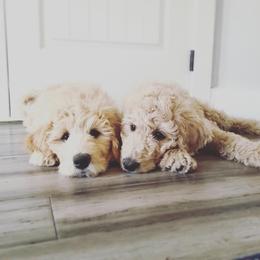 Goldendoodle Puppies from Goldendoodle Baby