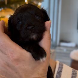 Male 1 - Black phantom male Aussiedoodle puppy in Martin County, Florida from Biggie Ranch