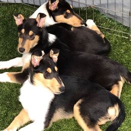 Collies from Wicklow Collies