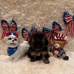 Oakley - Black and tan male Shih Tzu puppy in Success, Missouri from Sweet Success