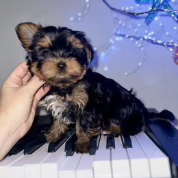 Teddy - Black and tan male Yorkshire Terrier puppy in Cape Coral, Florida from Katherine’s Yorkies and Poodles