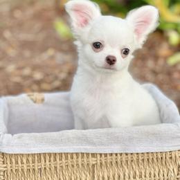 Olaf - Cream and white male Chihuahua puppy in Oviedo, Florida from ROYALCHIHUAHUAPUPPY