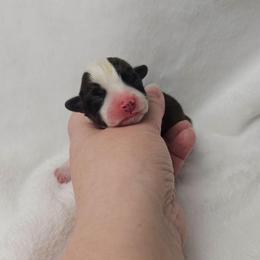 3. Red sable female - Sable female Pembroke Welsh Corgi puppy in Deming, New Mexico from Dragon Ridge Corgis