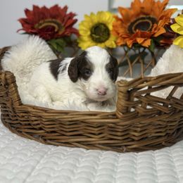 Snow - Brown and white female Bernedoodle puppy in Lehigh Acres, Florida from Little Golden Farm