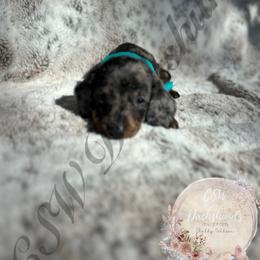 Dachshund Puppies from CSW Dachshunds