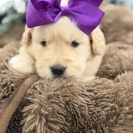 Lainey Wilson - Light golden female Golden Retriever puppy in Shingle Springs, California from Creamy Retrievers
