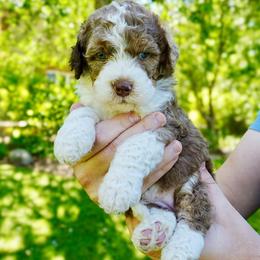 Dolly - Chocolate merle female Bernedoodle puppy in Ammon, Idaho from Little Stone Bernedoodles