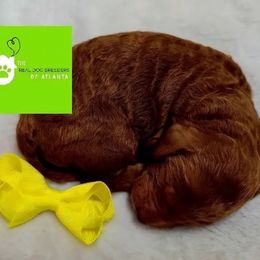 Kingston - Red  male Poodle puppy in Fairburn, Georgia from The Real Dog Breeders of Atlanta