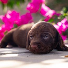 Green - Chocolate male Dachshund puppy in Bakersfield, California from LongDogs Bakersfield
