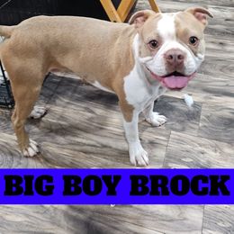 Brock - Seal and white male Boston Terrier puppy in Versailles, Indiana from Benhams Bostons