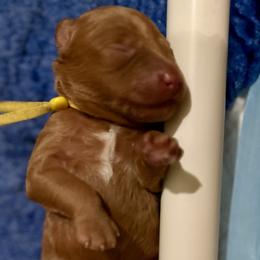 Boy 1 - Red  male Goldendoodle puppy in Frederick, Maryland from Loving Doodles