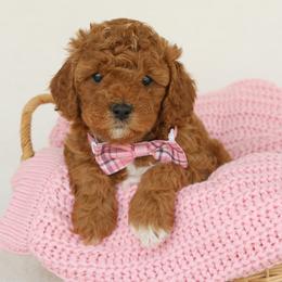 Minnie - Red female Cavapoo puppy in Lititz, Pennsylvania from Hounds and Doodles
