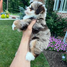 Liam - Tri-color male Bernedoodle puppy in Holtwood, Pennsylvania from Country Ridge Puppies