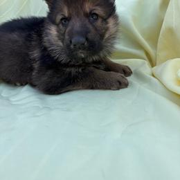 Sable female - Sable female German Shepherd puppy in Jennings, Kansas from Lost Creek German Shepherds LLC