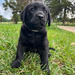 Male 7 Black - Grey Collar - Black male Labrador Retriever puppy in Beaverdam, Virginia from Gold Heart Labradors