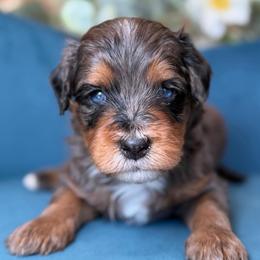 Ploto - Tri-color male Bernedoodle puppy in Yuciapa, California from AlltheDoodlez_