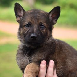 Blue Collar Boy - Sable male German Shepherd puppy in Oxford, Arkansas from Atlas Shepherds
